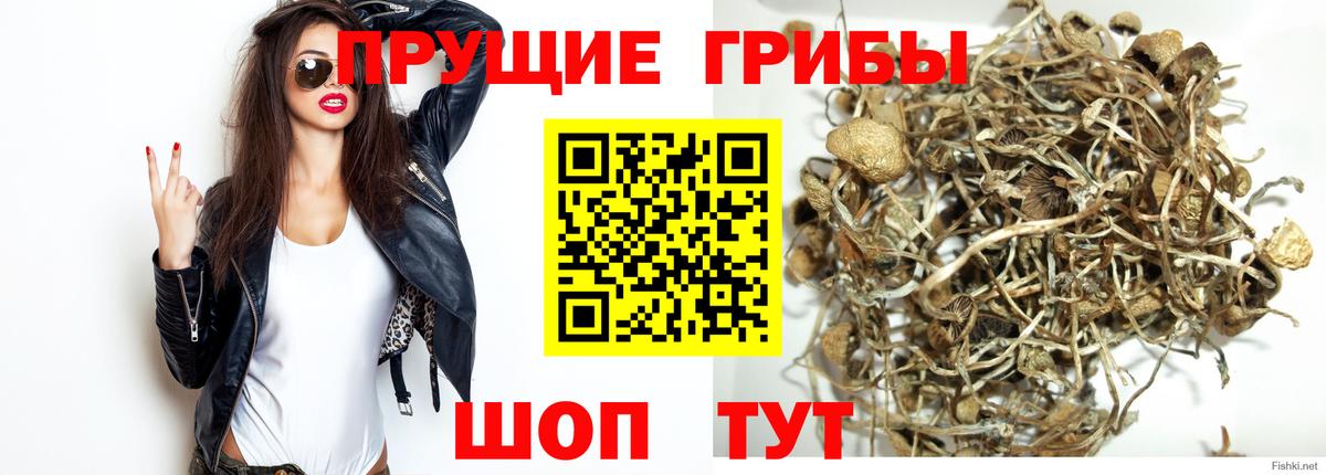 Советская Гавань  Псилоцибиновые грибы Psilocybe  Вход с VPN 